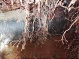 深根植物对管道防腐层影响研究